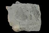 Pennsylvanian Fossil Flora (Neuropteris & Annularia) Plate - Kentucky #136796-2